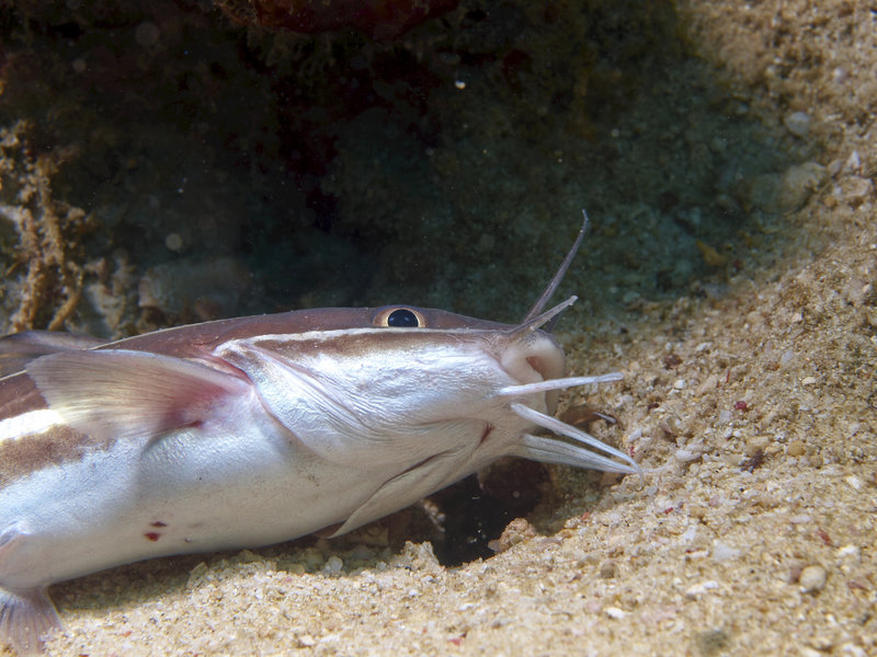 Catfish, Manila Channel